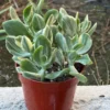 Variegated Jade Plant, Tri-Color Jade, Crassula Ovata, Friendship Tree, Small Succulent, Rooted Succulent