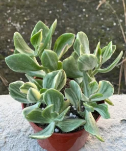 Variegated Jade Plant, Tri-Color Jade, Crassula Ovata, Friendship Tree, Small Succulent, Rooted Succulent