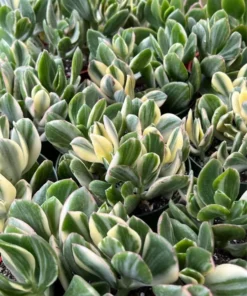 Variegated Jade Plant, Tri-Color Jade, Crassula Ovata, Friendship Tree, Small Succulent, Rooted Succulent