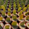 Variegated Opuntia Sunburst, Rare Cactus, Variegated Cactus, Live Plant in 3", 6" pot