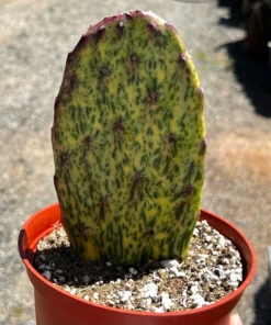 Variegated Opuntia Sunburst, Rare Cactus, Variegated Cactus, Live Plant in 3