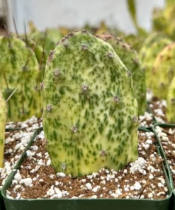 Variegated Opuntia Sunburst, Rare Cactus, Variegated Cactus, Live Plant in 3