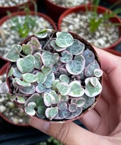 Variegated String of Hearts/VSOH/Ceropegia Woodii, Valentines Gift, Hanging Plant in 2.5
