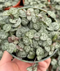 Variegated String of Hearts/VSOH/Ceropegia Woodii, Valentines Gift, Hanging Plant in 2.5