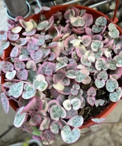 Variegated String of Hearts/VSOH/Ceropegia Woodii, Valentines Gift, Hanging Plant in 2.5