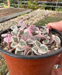 Variegated String of Hearts/VSOH/Ceropegia Woodii, Valentines Gift, Hanging Plant in 2.5