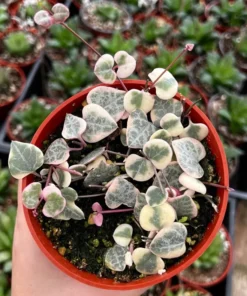 Variegated String of Hearts/VSOH/Ceropegia Woodii, Valentines Gift, Hanging Plant in 2.5