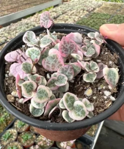 Variegated String of Hearts/VSOH/Ceropegia Woodii, Valentines Gift, Hanging Plant in 2.5