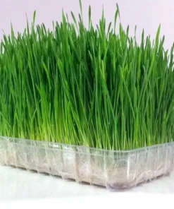 Wheatgrass Seeds - Cat Grass - Seeds - Non Gmo 600-700 Seeds - Grass Seeds For Lawn