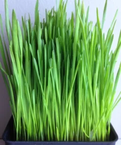 Wheatgrass Seeds - Cat Grass - Seeds - Non Gmo 600-700 Seeds - Grass Seeds For Lawn