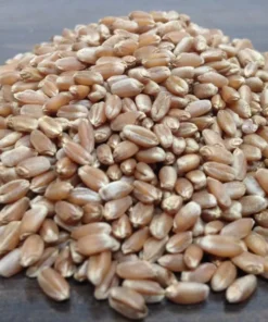 Wheatgrass Seeds - Cat Grass - Seeds - Non Gmo 600-700 Seeds - Grass Seeds For Lawn