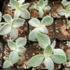 White-haired Sinningia Leucotricha Caudex Plant 2.5/4 Pot Rare Plant