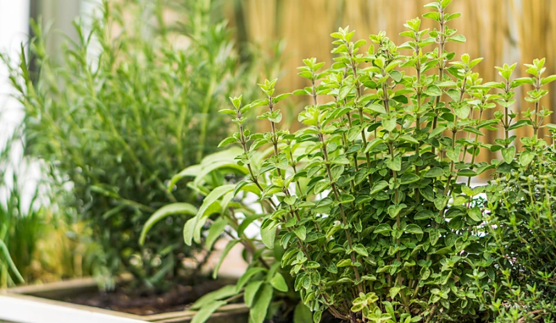 What to Sow in February: A Complete Guide for Every Climate