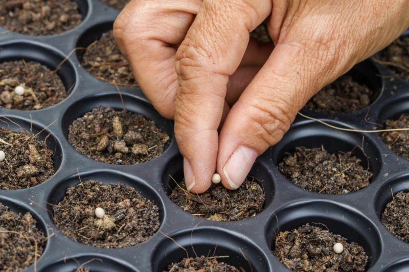 Starting Flower Seeds Indoors: How and When to Start Seeds