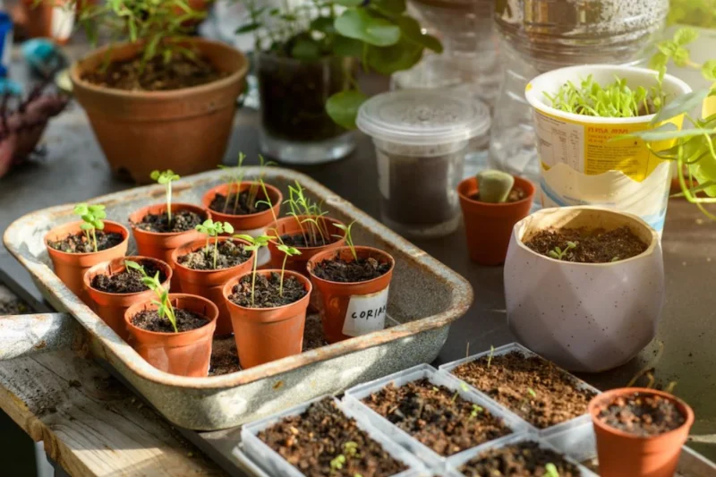 Starting Flower Seeds Indoors: How and When to Start Seeds