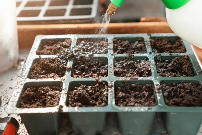 Starting Flower Seeds Indoors: How and When to Start Seeds