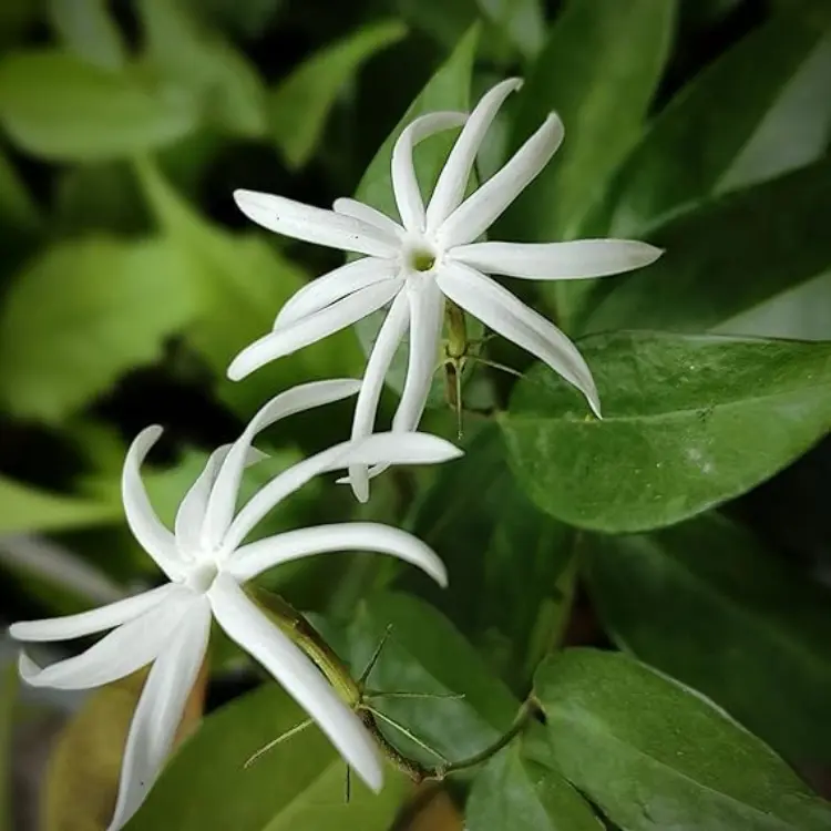 2 Angel Wing Jasmine Starter Plants 5-7″ – Star Jasmine – Fragrant Live Plant