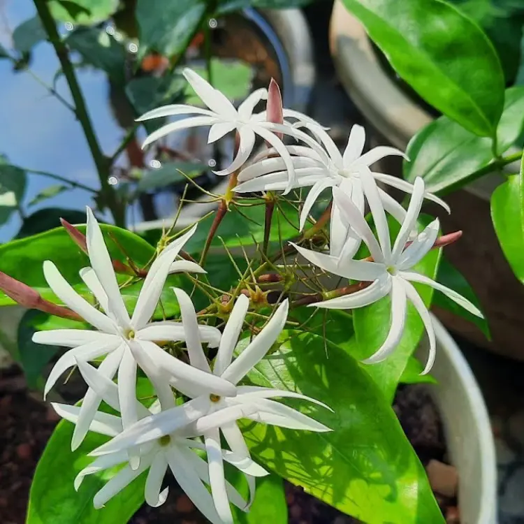 2 Angel Wing Jasmine Starter Plants 5-7″ – Star Jasmine – Fragrant Live Plant