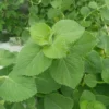 2 Cuban Oregano Live Plants - Mexican Mint - Spanish Thyme - Well Rooted plant 5 to 7 Inches