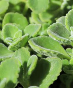 2 Cuban Oregano Live Plants - Mexican Mint - Spanish Thyme - Well Rooted plant 5 to 7 Inches