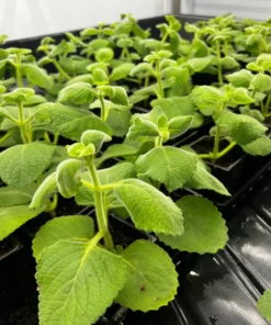 2 Cuban Oregano Live Plants - Mexican Mint - Spanish Thyme - Well Rooted plant 5 to 7 Inches