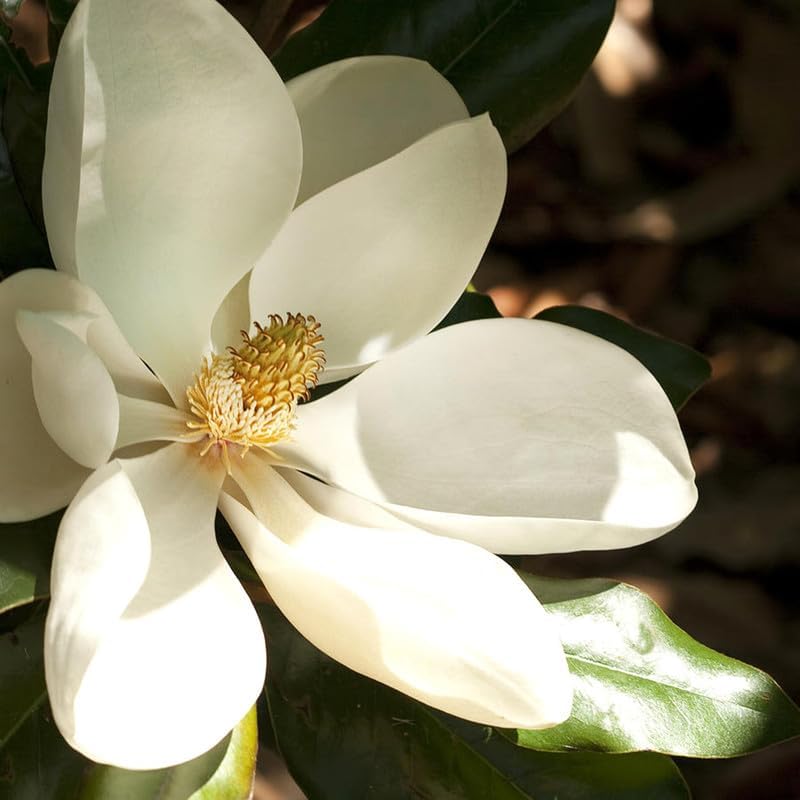 Southern Magnolia Plant Starter – Live Magnolia Tree – Fragrant White Flowers