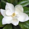 Southern Magnolia Plant Starter – Live Magnolia Tree – Fragrant White Flowers