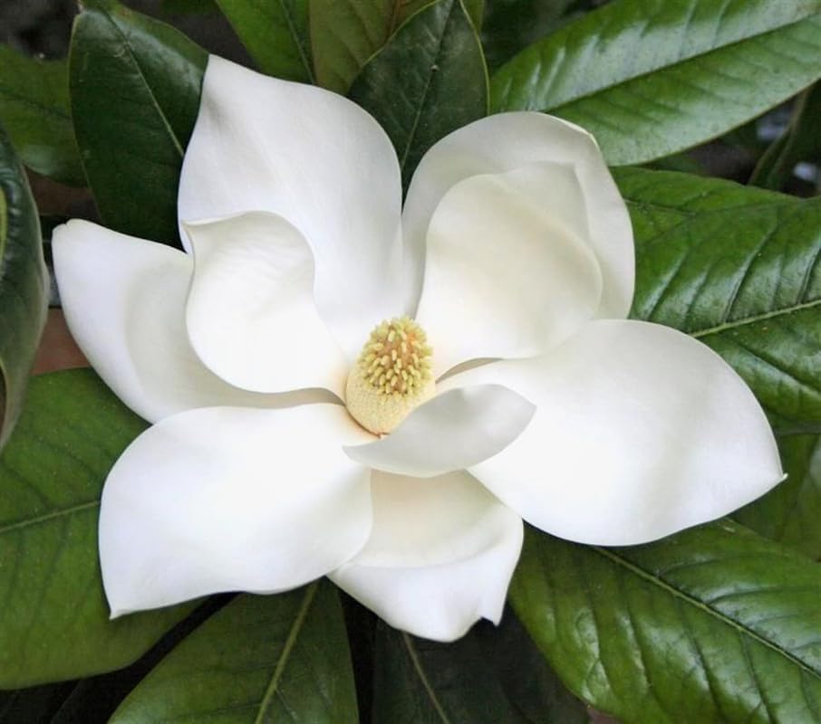Southern Magnolia Plant Starter – Live Magnolia Tree – Fragrant White Flowers