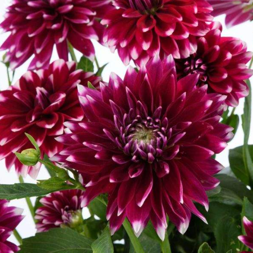 Dahlia Megaboom Raspberry Ice Starter Plant – 4-9″ Tall in 4″ Pot – Bright Blooms – Red Dahlia Live Plant – Ship No Pot