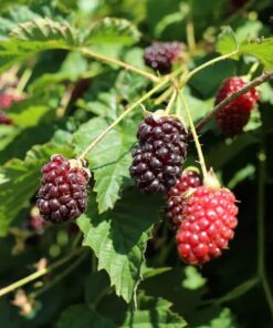 Boysenberry Plant Starter – Thornless Variety, High Yield, Ships No Pot