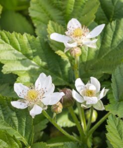 Boysenberry Plant Starter – Thornless Variety, High Yield, Ships No Pot