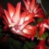 Red Christmas Cactus Set of 2 Live Plants Easy to Grow Indoor/Outdoor