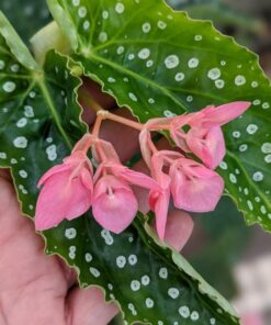 Begonia Polka Dot Angel Wing Plant – 3in Pot – Cut Back for Growth