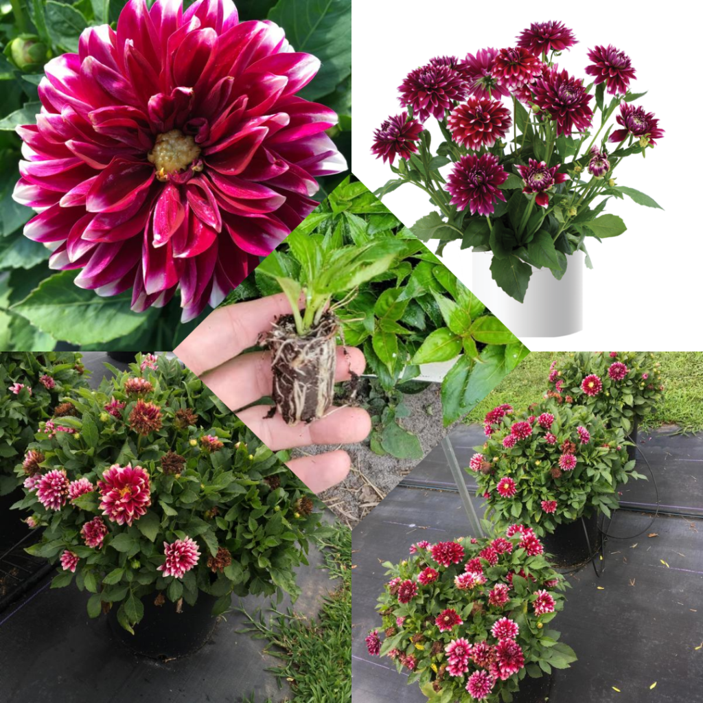 Dahlia Megaboom Raspberry Ice Starter Plant – 4-9″ Tall in 4″ Pot – Bright Blooms – Red Dahlia Live Plant – Ship No Pot