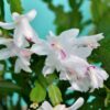 Set 2 White Christmas Cactus Starter Plants 3” Pot