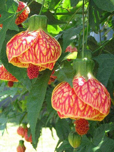 Abutilon Orange Tiger Chinese Lantern Plant – 4″ Live Starter Plant