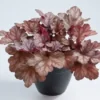 Arizona Heuchera Plant 4-8" Tall in 4" Pot - Coral Bells Plant - Ship No Pot
