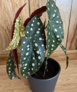 Begonia Polka Dot Angel Wing Plant - 3in Pot - Cut Back for Growth