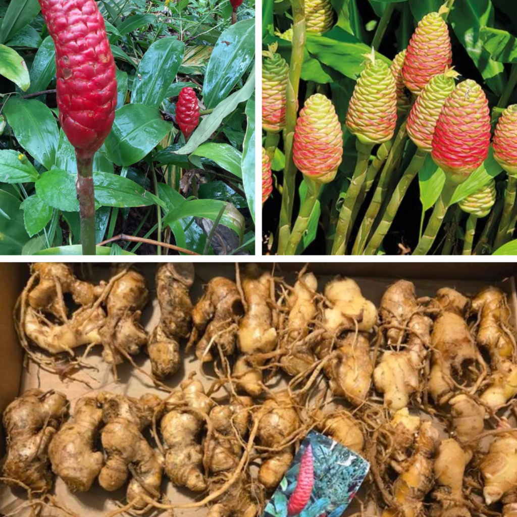 Dahlia Hypnotica Lavender Starter Plant 4-9″ Tall in 4″ Pot – Lavender Flower – Flowering Plant – Ship No Pot