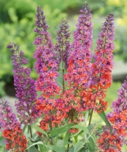 Bicolor Butterfly Bush Live Plant 3-6