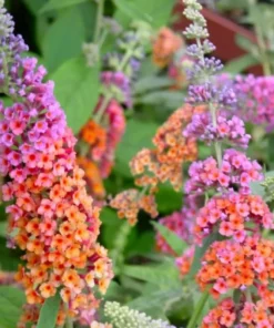 Bicolor Butterfly Bush Live Plant 3-6