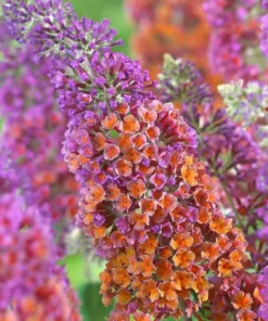 Bicolor Butterfly Bush Live Plant 3-6