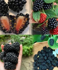 Blackberry Plants Set 2 - 4-6in Tall Healthy Fruit Bush