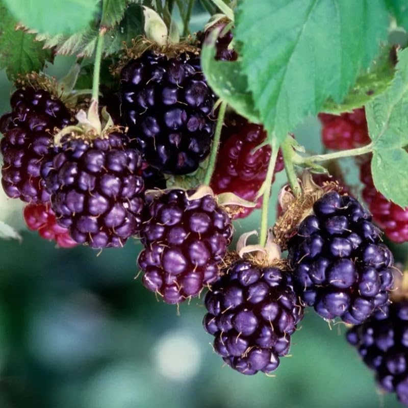 Boysenberry Plant Starter – Thornless Variety, High Yield, Ships No Pot