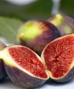 Brown Turkey Fig Tree - 12-14in Half Gallon Pot