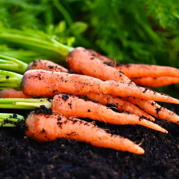 8 Vegetables to Plant in Spring for a Summer Harvest