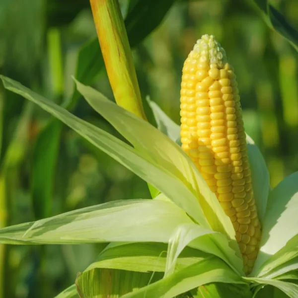 8 Vegetables to Plant in Spring for a Summer Harvest