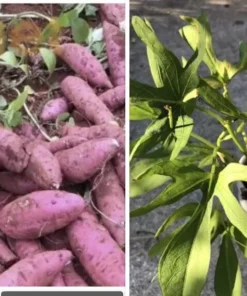 Cuban Boniato Plants - 3 Plants of Cuban Sweet Potato Vines