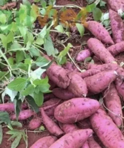 Cuban Boniato Plants - 3 Plants of Cuban Sweet Potato Vines