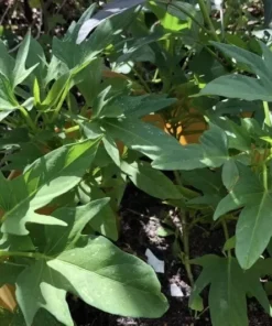Cuban Boniato Plants - 3 Plants of Cuban Sweet Potato Vines